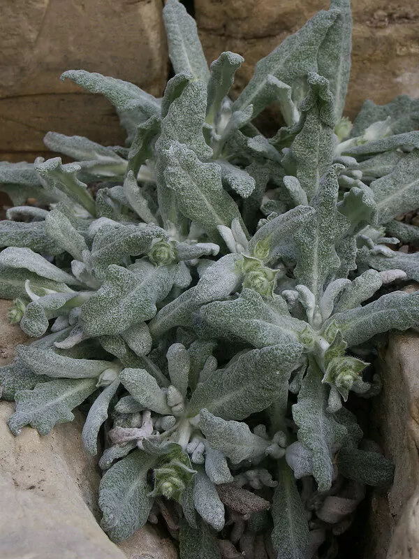  Salvia daghestanica