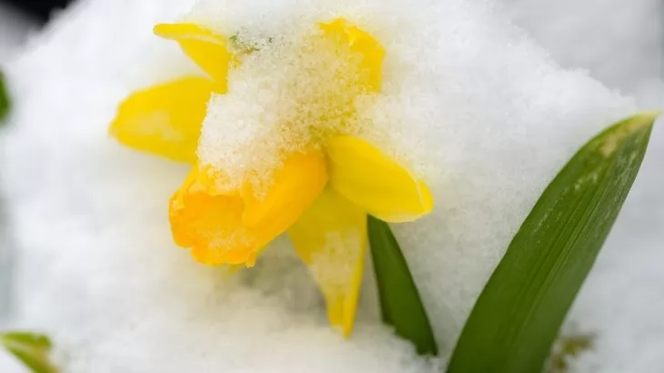 Cosa fiorisce a Dicembre: Narciso