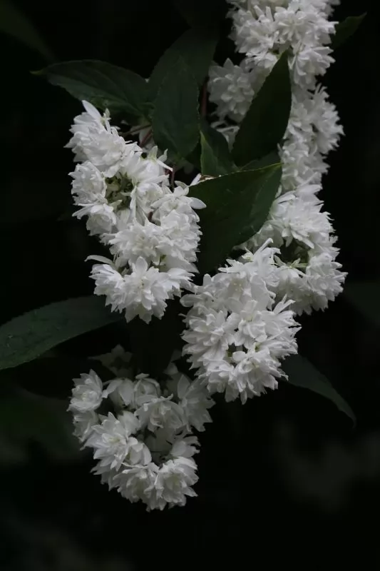 Deutzia