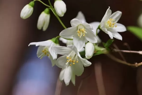 Deutzia