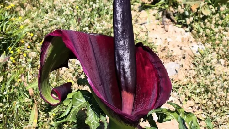 Dracunculus vulgaris