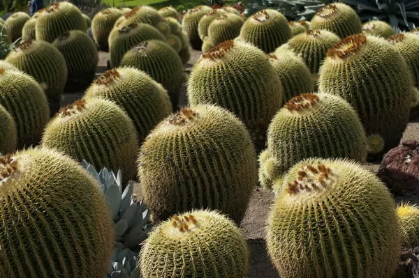 Echinocactus ingens