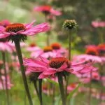 Echinacea