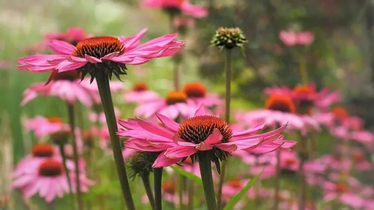 echinacea