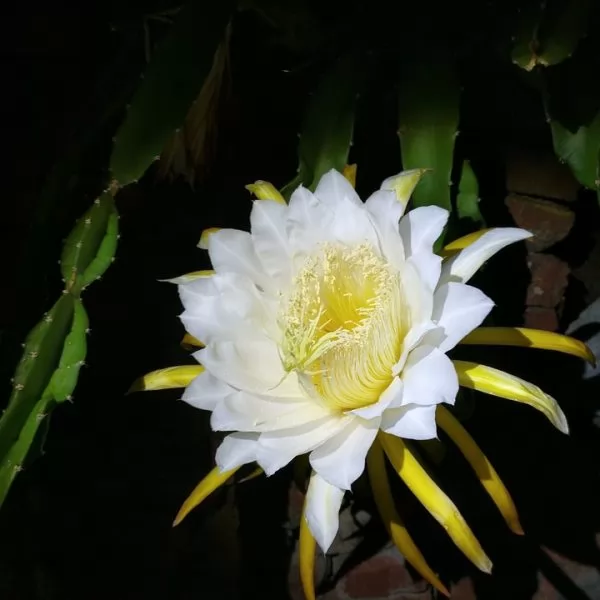 Epiphyllum