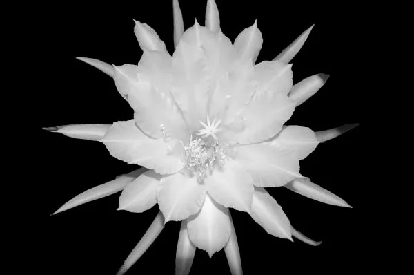 Epiphyllum