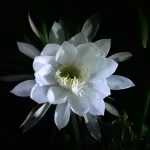 Epiphyllum