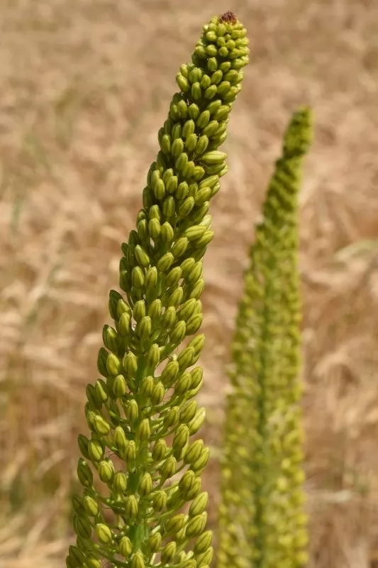 Eremurus