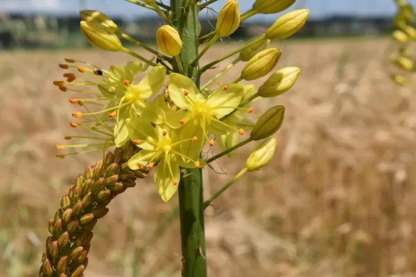 Eremurus