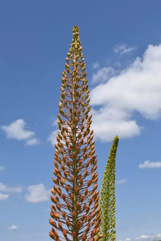 Eremurus