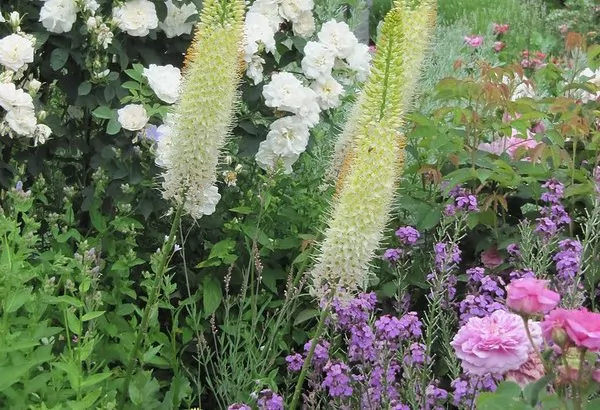 Eremurus