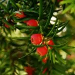 Piante ornamentali con bacche rosse