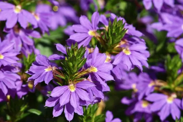 Scaevola aemula