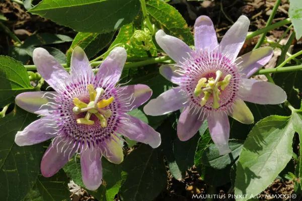 Passiflora Fata aurora 