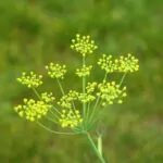 Foeniculum vulgare (Finocchietto Selvatico)