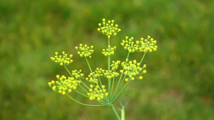 Foeniculum vulgare (Finocchietto Selvatico)