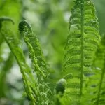 Matteuccia struthiopteris