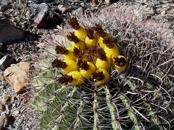 ferocactus cylindraceus