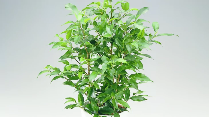 Ficus benjamin