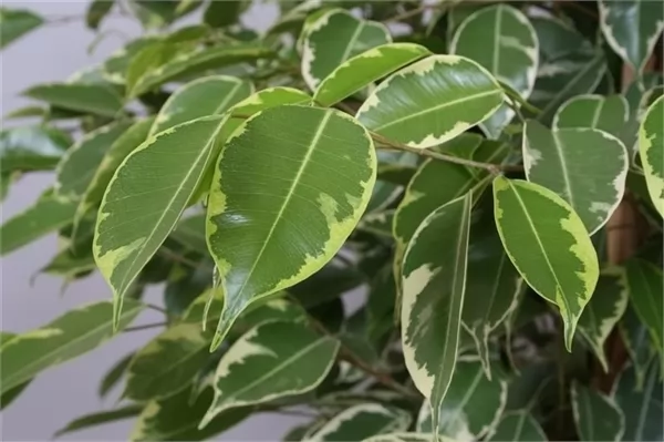 Ficus Benjiamin Golden King