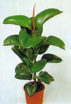 ficus elastica