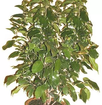 ficus benjamina 