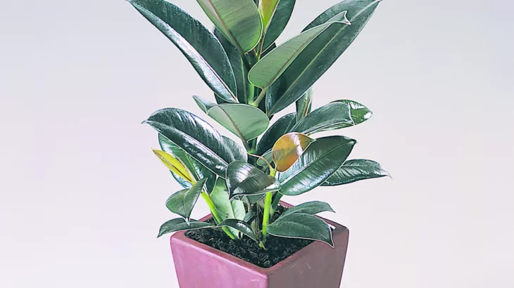 Ficus elastica