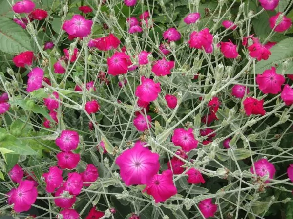 Lychnis coronaria con fiori rosa