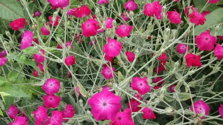 Lychnis coronaria con fiori rosa