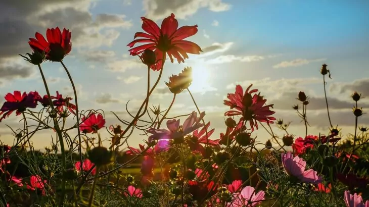 fiori di campo