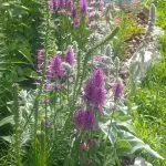 Il giardino di Stefano: come realizzare un giardino a bassa manutenzione in collina partendo da zero