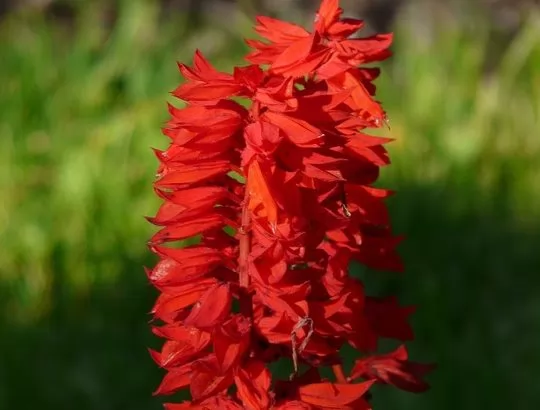 Salvia Splendens