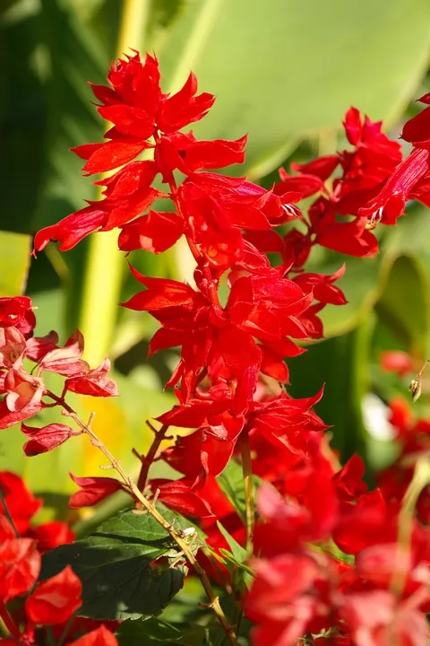 Salvia da fiore 