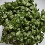 Fittonia