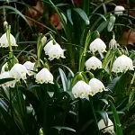 Leucojum (Campanelle)