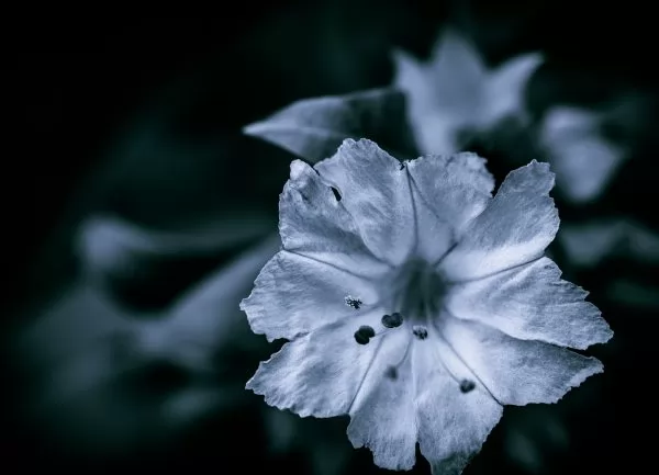 Bella di Notte Mirabilis jalapa