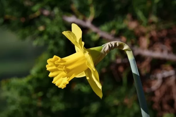 Narciso trombone (Narcissus pseudonarcissus)