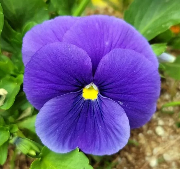 Viola del pensiero