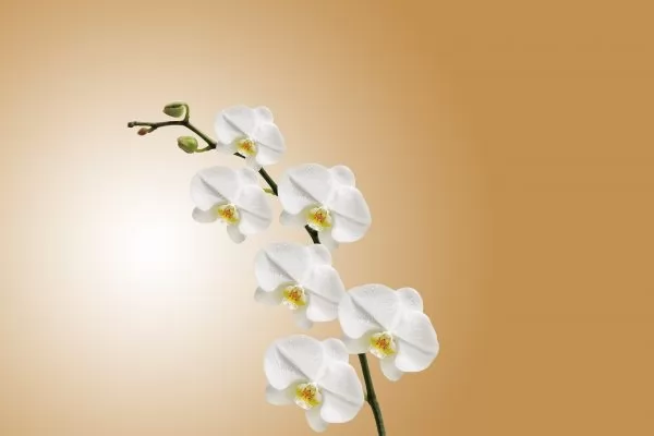 cura piante in casa febbraio: Orchidee