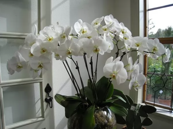 come concimare le orchidee coltivate in vaso