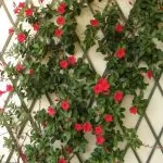 Mandevilla o Dipladenia