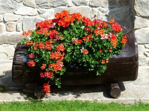 Vaso di fiori nel Tronco