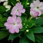 Pianta di vetro (Impatiens)