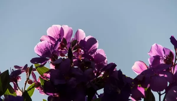 Tibouchina 