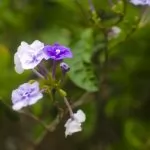 Brunfelsia