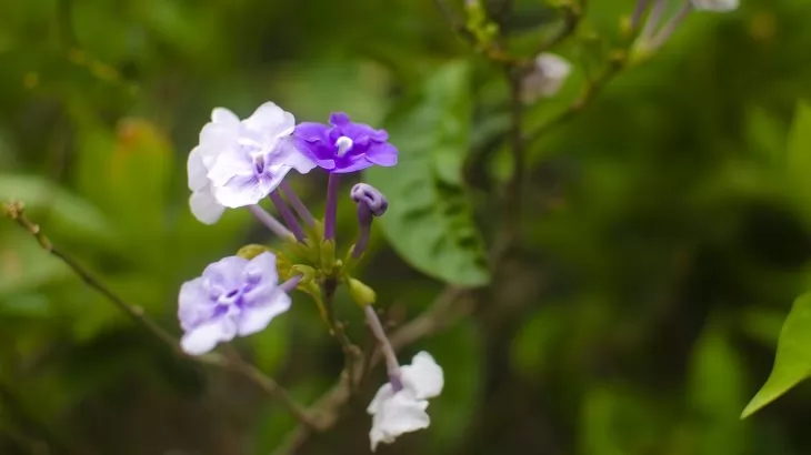 Brunfelsia