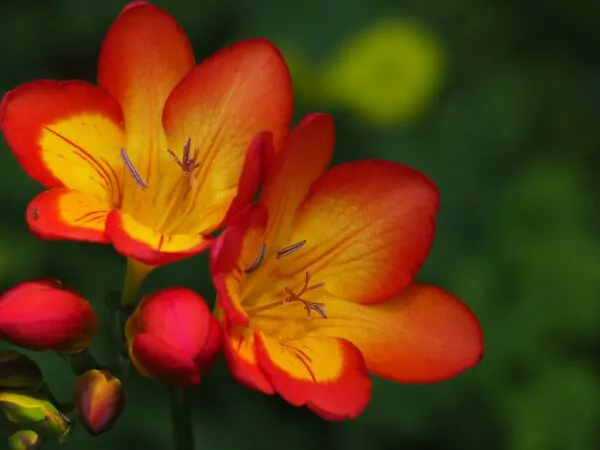 Fresia (Freesia)