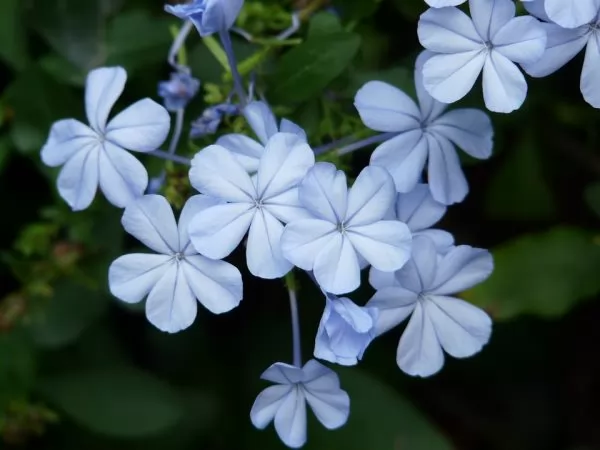 Plumbago