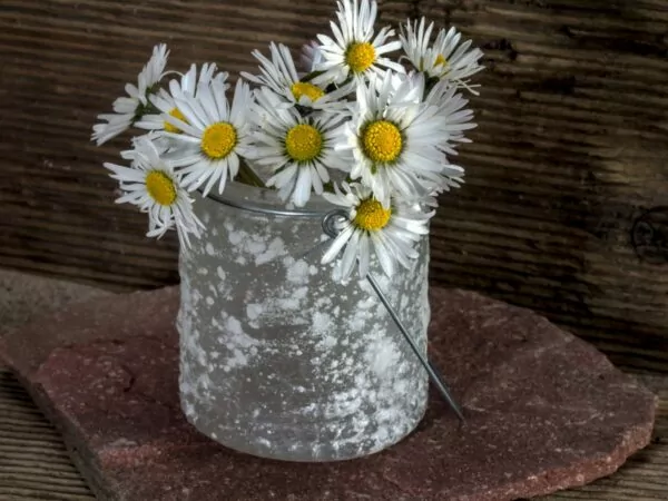 Bellis perennis