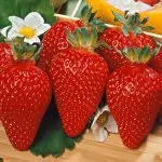 Piante da frutto: è possibile coltivarle nel giardino di casa?